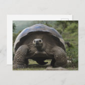 ガラパゴス大亀ジオキロン ポストカード (正面/裏面)