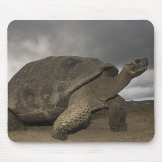 ガラパゴス大亀ジオキロン マウスパッド (正面)