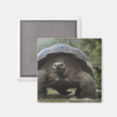 ガラパゴス大亀ジオキロン マグネット (正面/裏面)