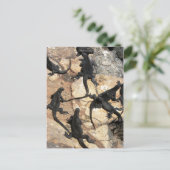 ガラパゴス島，マリンイグアナ， Islas Plazas ポストカード (スタンド正面)