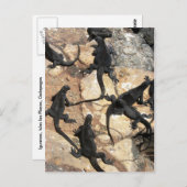 ガラパゴス島，マリンイグアナ， Islas Plazas ポストカード (正面/裏面)