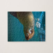 ガラパゴス水中好奇心の海のライオンの楽園 ジグソーパズル (横)