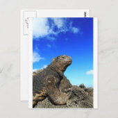 ガラパゴス海イグアナ日光浴 ポストカード (正面/裏面)