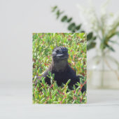 ガラパゴス海産イグアナ ポストカード (スタンド正面)