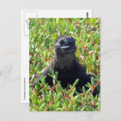 ガラパゴス海産イグアナ ポストカード (正面/裏面)