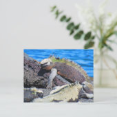 ガラパゴス海産イグアナ ポストカード (スタンド正面)