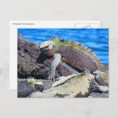 ガラパゴス海産イグアナ ポストカード (正面/裏面)