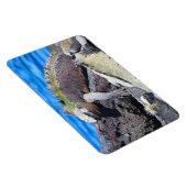 ガラパゴス海産イグアナ マグネット (右側)