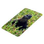 ガラパゴス海産イグアナ マグネット (左側)