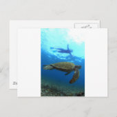 ガラパゴス諸島でのカメとのシュノーケリング ポストカード (正面/裏面)