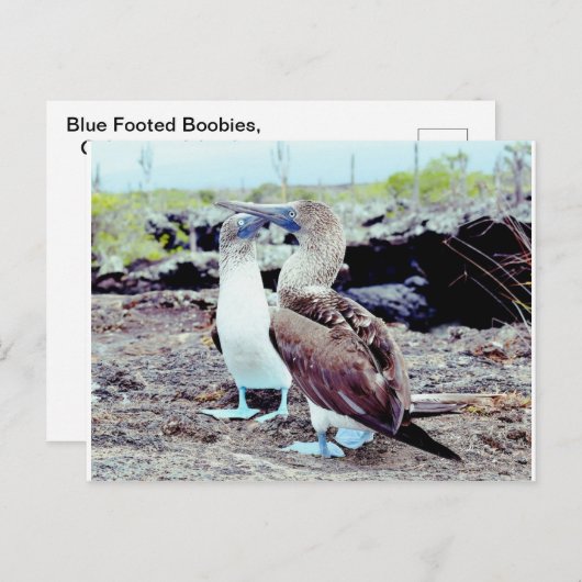 ガラパゴス諸島の青い足取り魚肉類 ポストカード (正面/裏面)