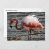 ガラパゴス諸島フラミンゴ ポストカード (正面/裏面)