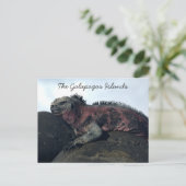 ガラパゴス諸島ブラックイグアナ ポストカード (スタンド正面)