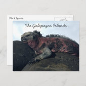 ガラパゴス諸島ブラックイグアナ ポストカード (正面/裏面)