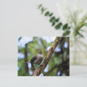 ガラパゴス諸島モッキンバード（エクアドル） ポストカード (スタンド正面)