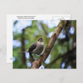 ガラパゴス諸島モッキンバード（エクアドル） ポストカード (正面/裏面)