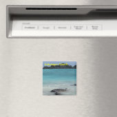 ガラパゴス諸島磁石 マグネット (インサイチュ (食洗機))