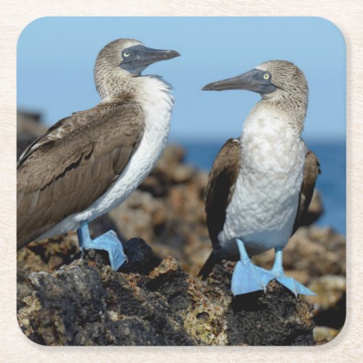 ガラパゴス諸島、イサベラ島 スクエアペーパーコースター (正面)