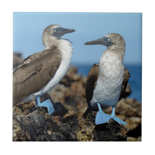 ガラパゴス諸島 イサベラ島 タイル (正面)