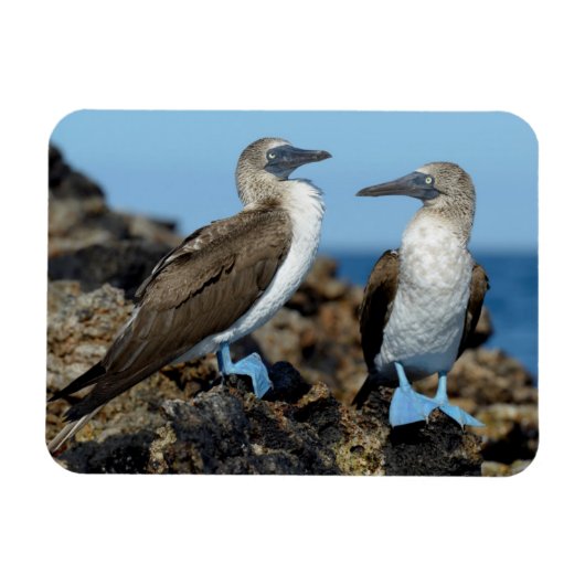 ガラパゴス諸島 イサベラ島 マグネット (横)