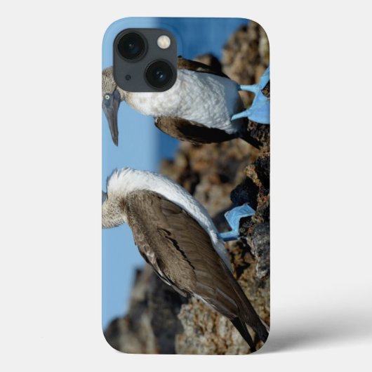 ガラパゴス諸島 イサベラ島 Case-Mate iPhoneケース (裏面)