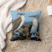 ガラパゴス諸島，イザベラ島 クッション (ブランケット)