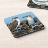 ガラパゴス諸島，イザベラ島 コースター (左側)