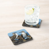 ガラパゴス諸島，イザベラ島 コースター (右側)