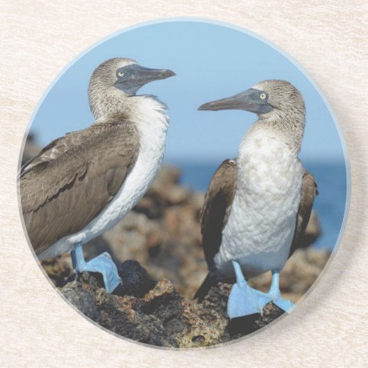 ガラパゴス諸島，イザベラ島 コースター (正面)