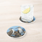 ガラパゴス諸島，イザベラ島 コースター (側面)