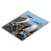 ガラパゴス諸島，イザベラ島 ノートブック (左側)