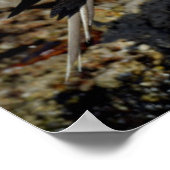 ガラパゴス諸島,イザベラ島 ポスター (角)