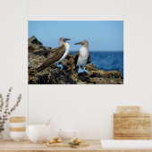 ガラパゴス諸島,イザベラ島 ポスター (キッチン)