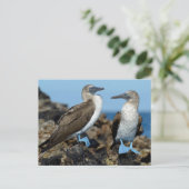 ガラパゴス諸島，イザベラ島 ポストカード (スタンド正面)