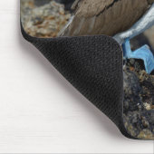 ガラパゴス諸島,イザベラ島 マウスパッド (コーナー)