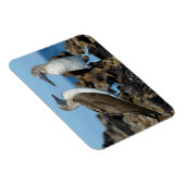 ガラパゴス諸島,イザベラ島 マグネット (右側)