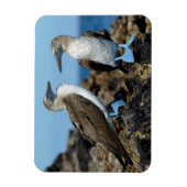 ガラパゴス諸島,イザベラ島 マグネット (縦)