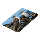 ガラパゴス諸島,イザベラ島 マグネット (左側)