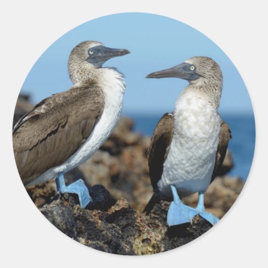 ガラパゴス諸島，イザベラ島 ラウンドシール (正面)