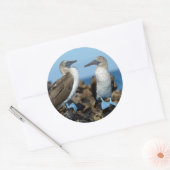 ガラパゴス諸島，イザベラ島 ラウンドシール (封筒)