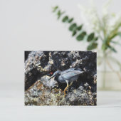 ガラパゴス諸島,溶岩ヘロン ポストカード (スタンド正面)