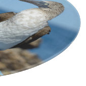 ガラパゴス諸島、Isabelaの島 カッティングボード (角)