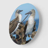 ガラパゴス諸島、Isabelaの島 ラージ壁時計 (傾斜)