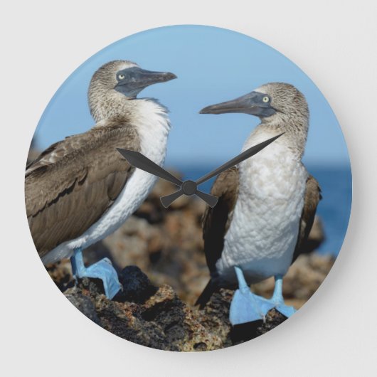 ガラパゴス諸島、Isabelaの島 ラージ壁時計 (正面)