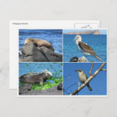 ガラパゴス4 ポストカード (正面/裏面)