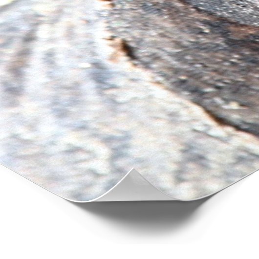 ガラパゴス ポスター (角)