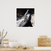 ガラパゴス ポスター (キッチン)