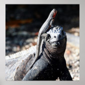 ガラパゴス ポスター (正面)