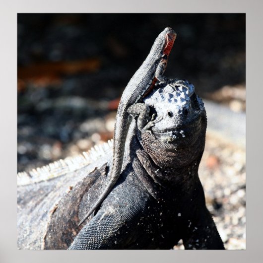 ガラパゴス ポスター (正面)