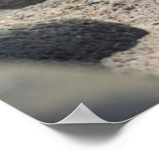 ガラパゴス ポスター (角)